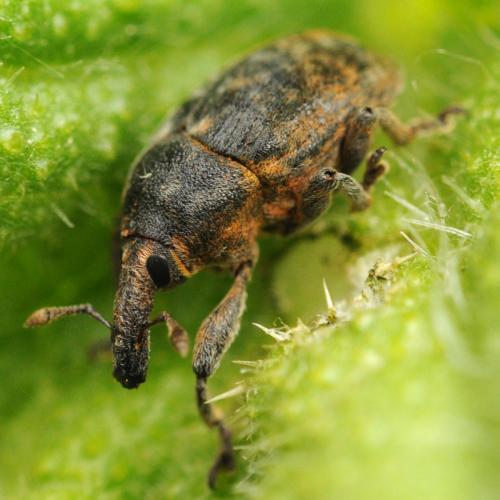 Réf. 246 856 : Larinus sp.